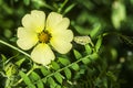 Nice Yellow flower oxalis peswild flower in a field