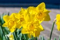 Nice yellow Narcissus jonquilla, commonly known as jonquil or rush daffodil Royalty Free Stock Photo