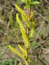 Beautiful pussy-willow in spring, Lithuania Royalty Free Stock Photo