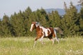 Nice young appaloosa horse running