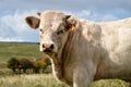 Nice young charolais bull Royalty Free Stock Photo