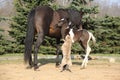 Nice young dog playing with foal Royalty Free Stock Photo