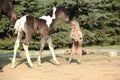 Nice young dog playing with foal Royalty Free Stock Photo