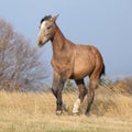 Nice young horse running in freedom Royalty Free Stock Photo