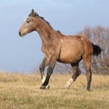 Nice young horse running in freedom Royalty Free Stock Photo