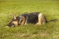 Guarding young german shepheard dog posing on grass