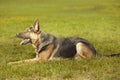 Guarding young german shepheard dog posing on grass