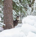 Mule Deer Doe in the Snowy Forest behind a Tree. Royalty Free Stock Photo