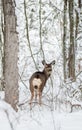 Mule Deer Doe in the Snowy Forest - Looking Back Royalty Free Stock Photo