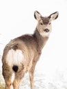 Mule Deer Doe in the Snow - Looking Back Royalty Free Stock Photo