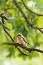 Nice young shrike songbird perched on the branch