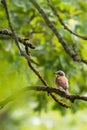 Nice young shrike songbird sits on the branch