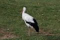 Nice young white stork Royalty Free Stock Photo