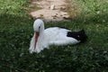 Nice young white stork Royalty Free Stock Photo