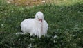 Nice young white stork Royalty Free Stock Photo