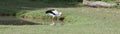Nice young white stork Royalty Free Stock Photo