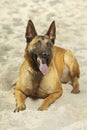 Nice youth female of Belgian Malinois Shepherd laying on sand Royalty Free Stock Photo