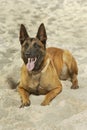 Nice youth female of Belgian Malinois Shepherd laying on sand Royalty Free Stock Photo