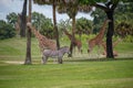 Nice zebra and giraffes on green meadow at Busch Gardens Royalty Free Stock Photo