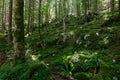 Nicely illuminated forest with a lot of moss on the ground, Slovenia, Europe