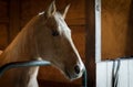 Nicely lit horse in barn looking out