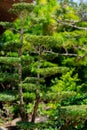 Nicely trimmed tree in a Japanese Garden Royalty Free Stock Photo