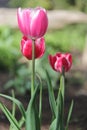 Nicest tulips Royalty Free Stock Photo