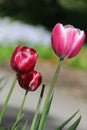 Nicest tulips Royalty Free Stock Photo