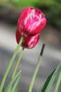 Nicest tulips Royalty Free Stock Photo