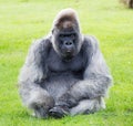 Nico Gorilla Longleat Royalty Free Stock Photo