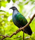 Nicobar Pigeon Royalty Free Stock Photo