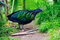 Nicobar Pigeon Royalty Free Stock Photo