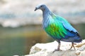 Nicobar Pigeon Royalty Free Stock Photo