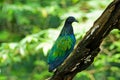 Nicobar Pigeon