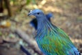 Nicobar pigeon