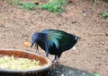 Nicobar pigeon Caloenas nicobarica Royalty Free Stock Photo