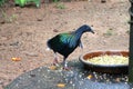 Nicobar pigeon Caloenas nicobarica Royalty Free Stock Photo