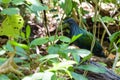 Nicobar pigeon (Caloenas nicobarica)