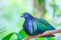 Nicobar Pigeon or Caloenas nicobarica Royalty Free Stock Photo