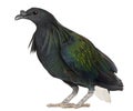 Nicobar Pigeon, Caloenas nicobarica