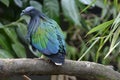 Nicobar Pigeon (Caloenas Nicobarica)