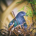 Nicobar Pigeon Caloenas Nicobarica Royalty Free Stock Photo