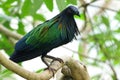 The Nicobar pigeon Caloenas nicobarica Royalty Free Stock Photo