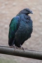 Nicobar pigeon Caloenas nicobarica. Royalty Free Stock Photo