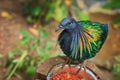 Nicobar pigeon (Caloenas nicobarica) single Royalty Free Stock Photo