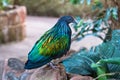 Nicobar pigeon Caloenas nicobarica standing on a rock