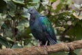 Nicobar pigeon Caloenas nicobarica.