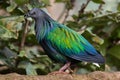 Nicobar pigeon Caloenas nicobarica. Royalty Free Stock Photo