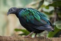 Nicobar pigeon Caloenas nicobarica.