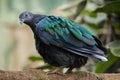 Nicobar pigeon Caloenas nicobarica.